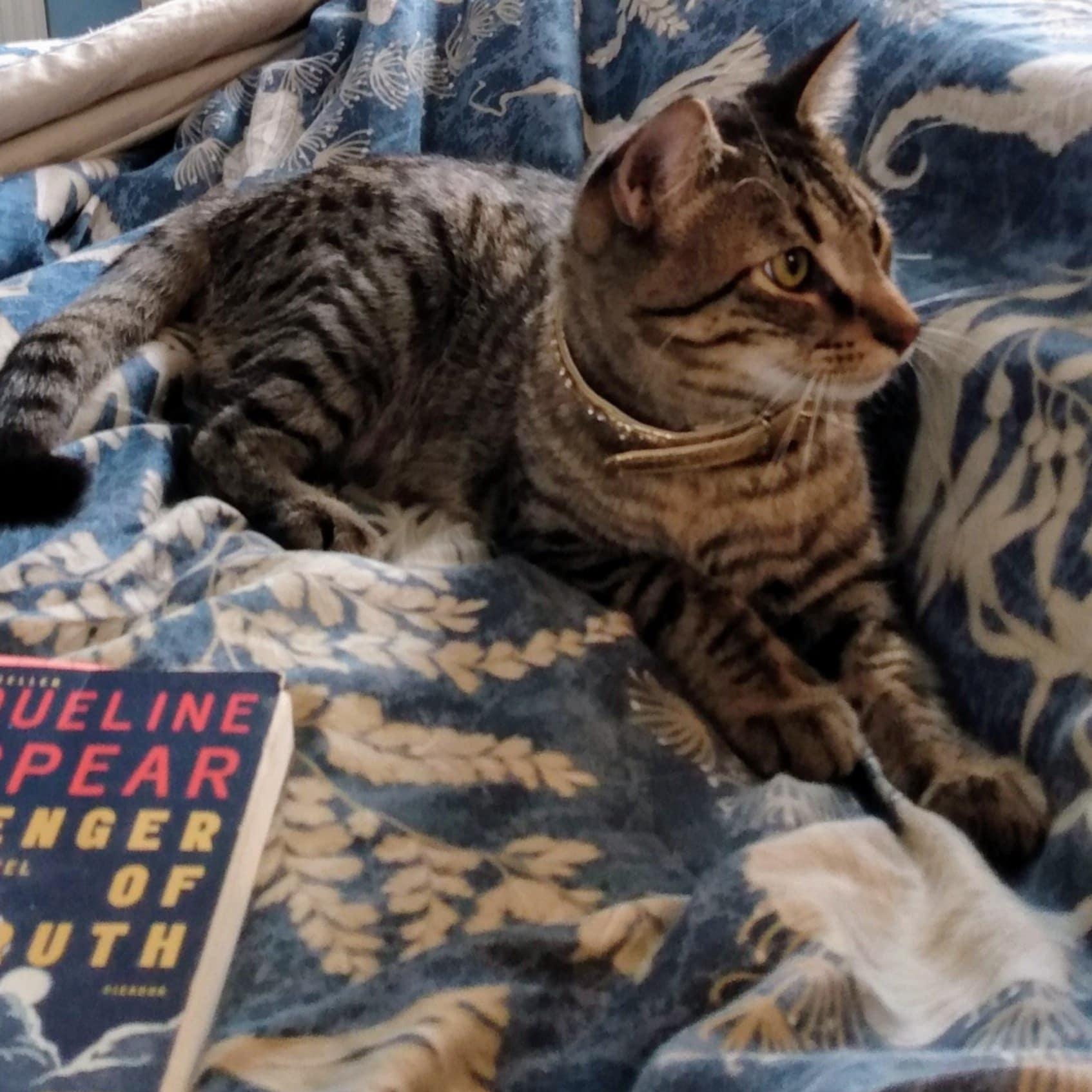 San Diego & Santa Anita *Bonded Pair*, a Adoptable Torbie in Fairborn, OH image 5/6