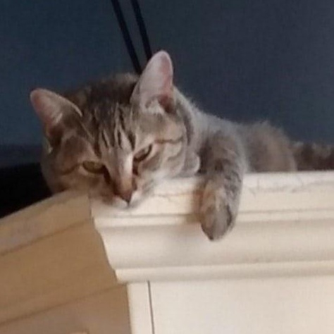 San Diego & Santa Anita *Bonded Pair*, a Adoptable Torbie in Fairborn, OH image 4/6