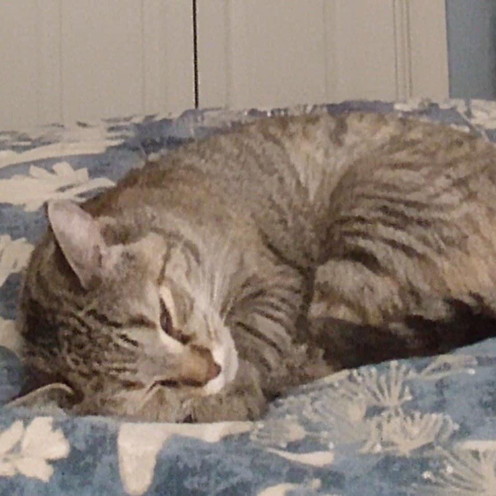 San Diego & Santa Anita *Bonded Pair*, a Adoptable Torbie in Fairborn, OH image 2/6