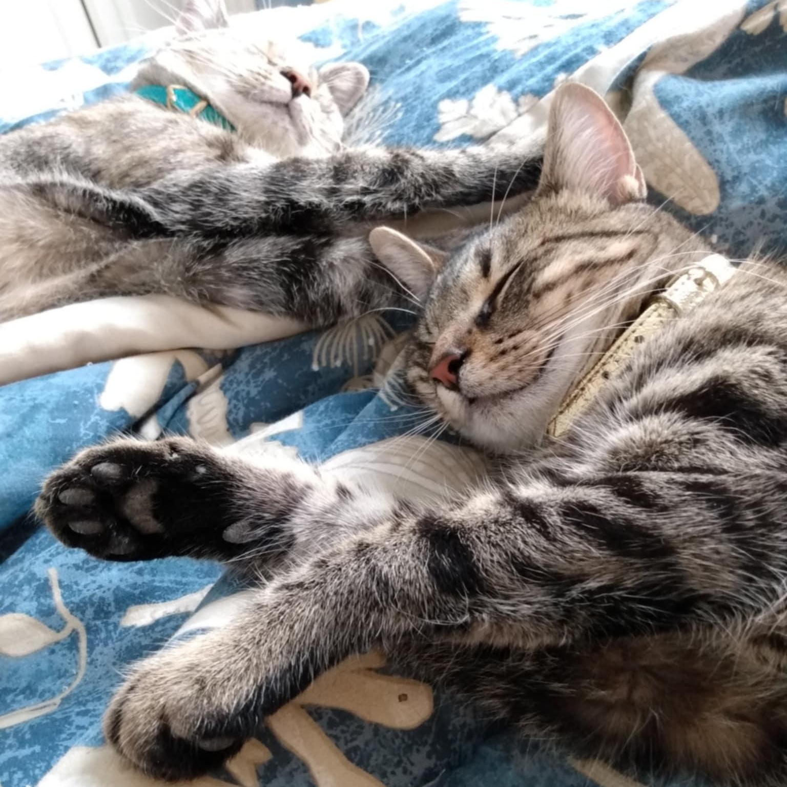 San Diego & Santa Anita *Bonded Pair*, a Adoptable Torbie in Fairborn, OH image 1/6