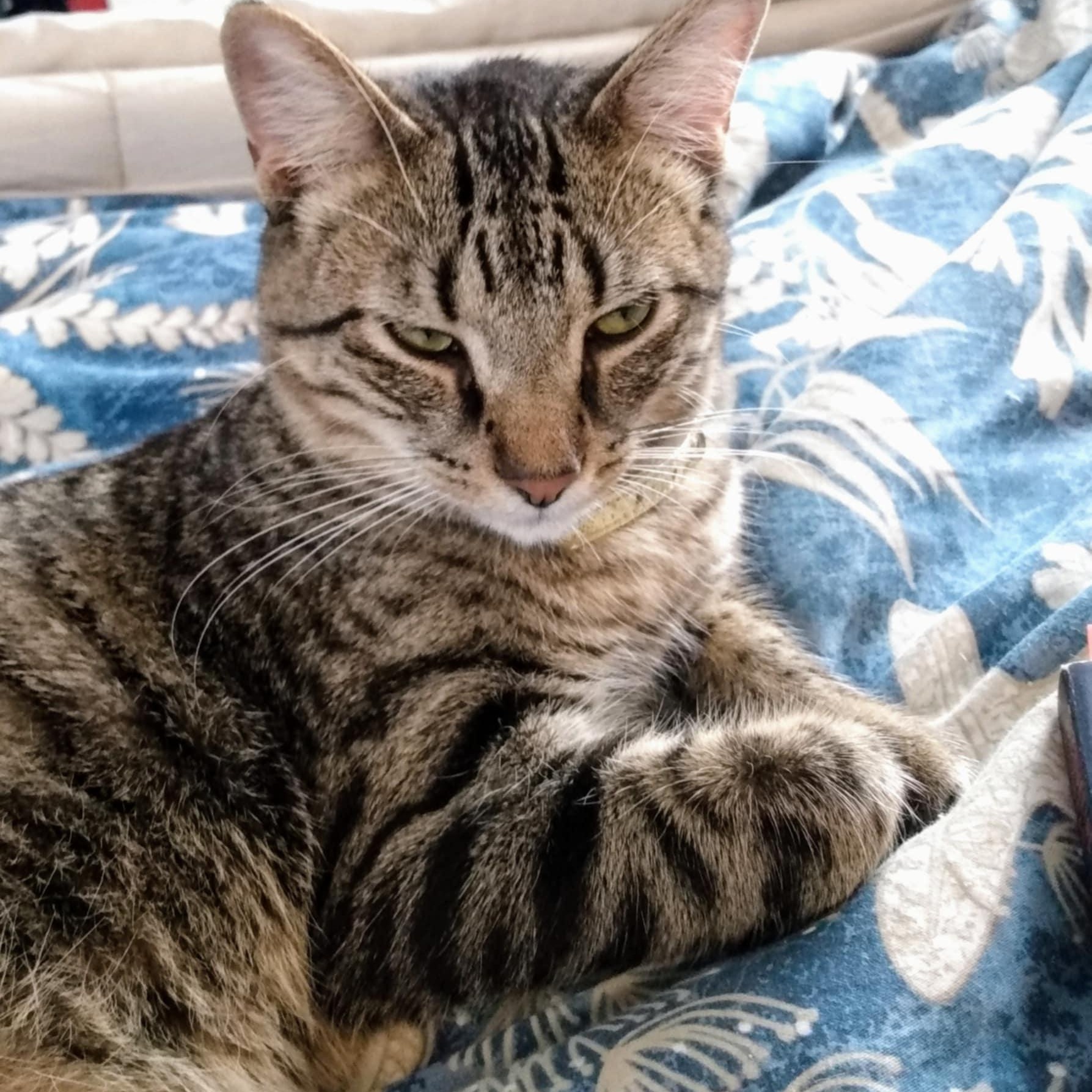 San Diego & Santa Anita *Bonded Pair*, a Adoptable Torbie in Fairborn, OH image 3/6