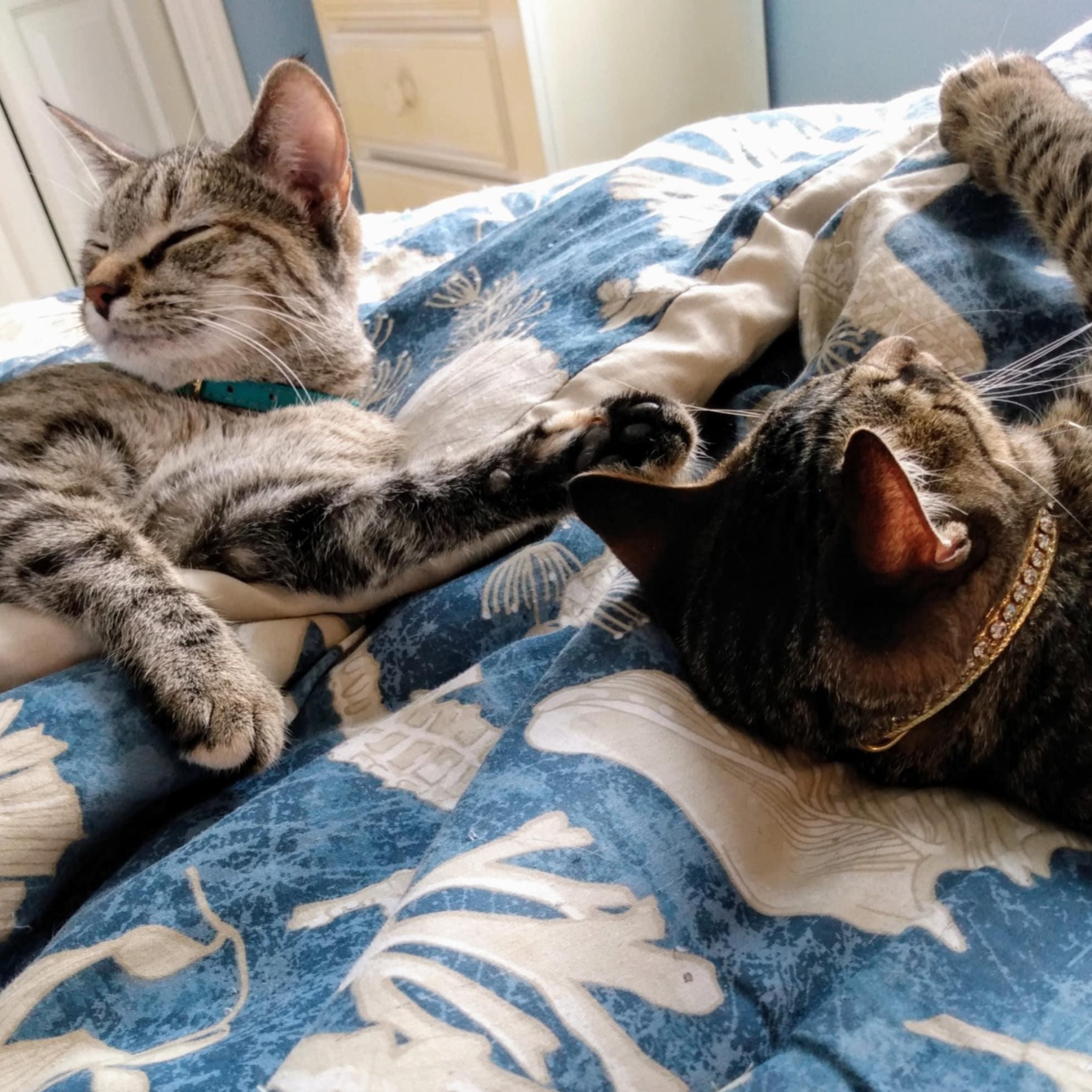 San Diego & Santa Anita *Bonded Pair*, a Adoptable Torbie in Fairborn, OH image 6/6