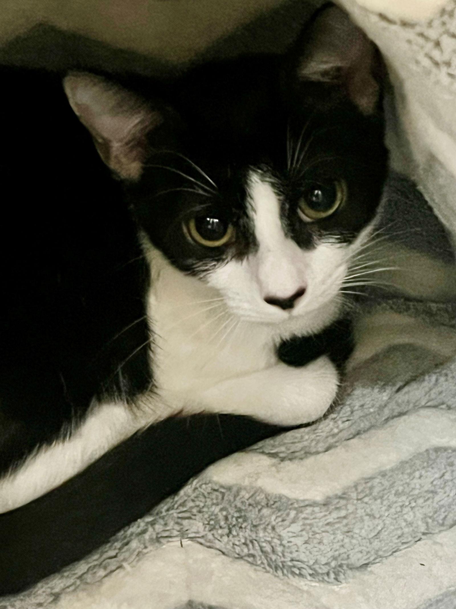 48739 - Taffy, a Adopted Domestic Short Hair in Ellicott City, MD image 1/2