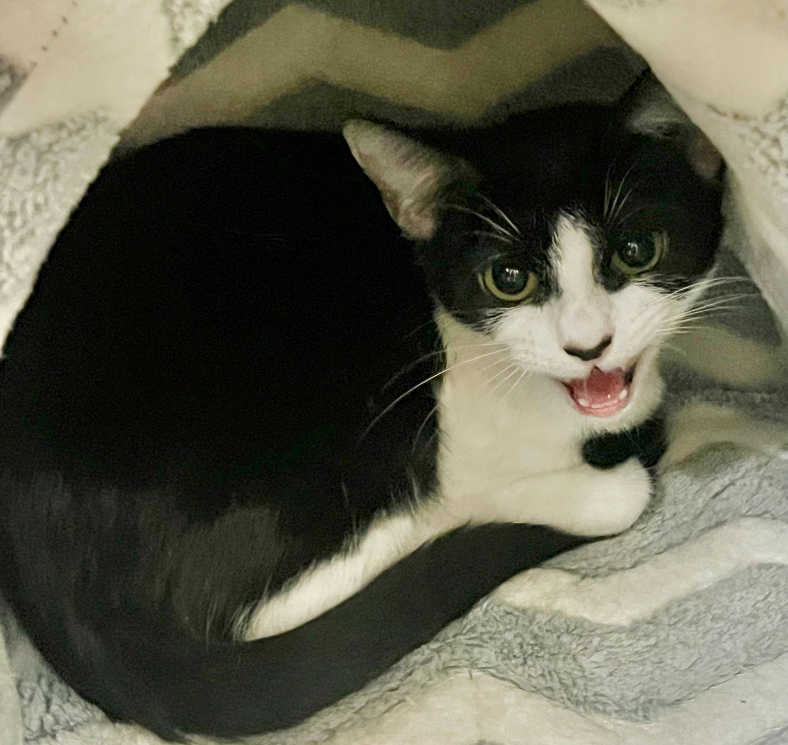 48739 - Taffy, a Adopted Domestic Short Hair in Ellicott City, MD image 2/2