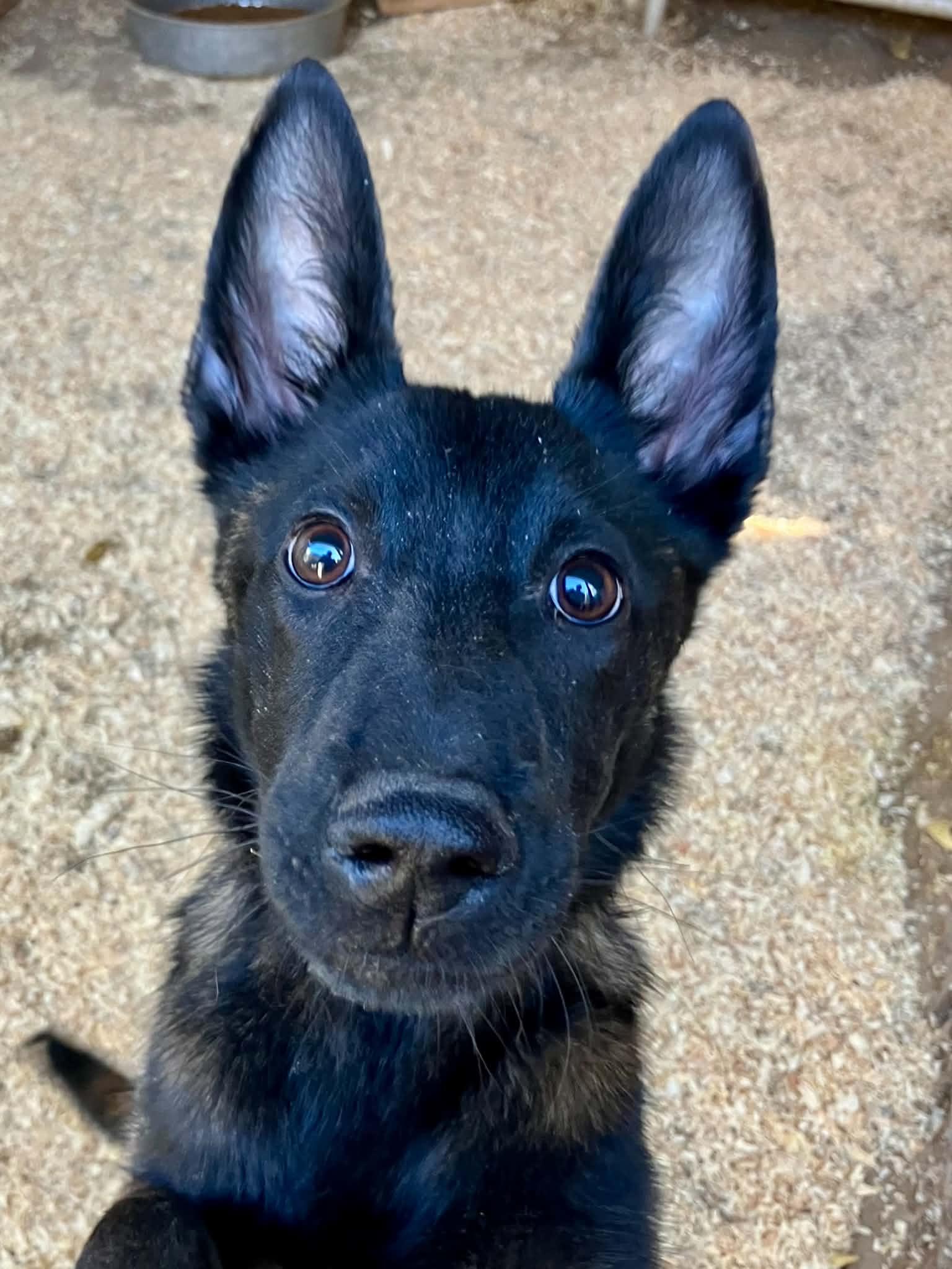 Lumi, Adopted, Puppy Female Belgian Shepherd / Malinois.