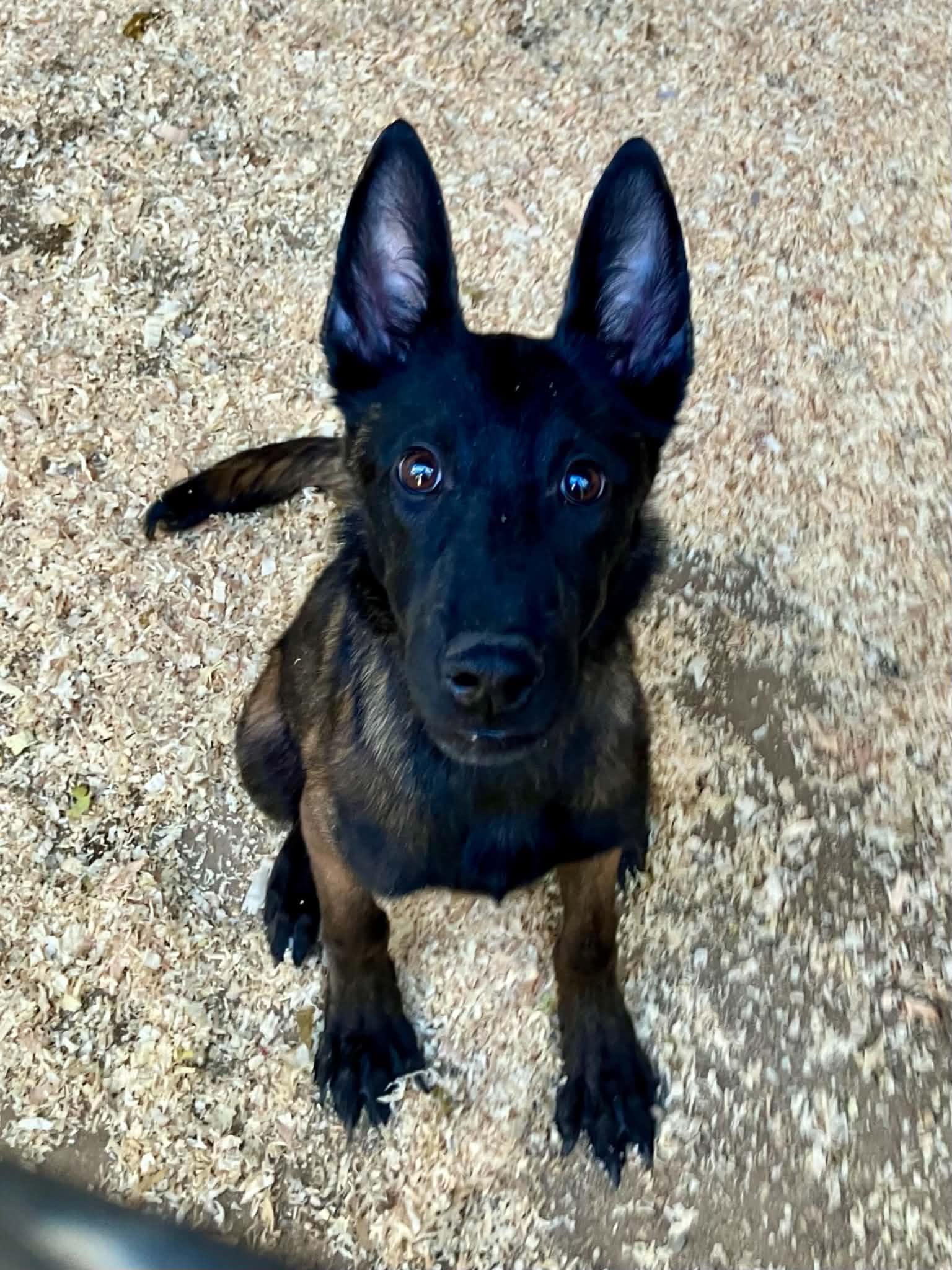 Enlarge Lumi, a Adopted Belgian Shepherd / Malinois in Vancouver, WA image 2/2