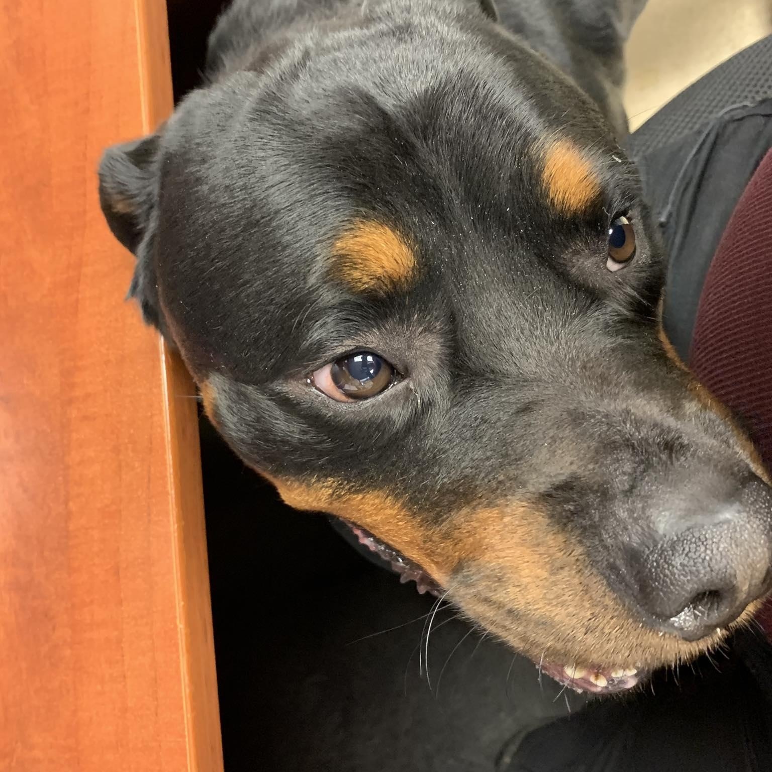 Ronan, Adopted, Young Male Rottweiler.