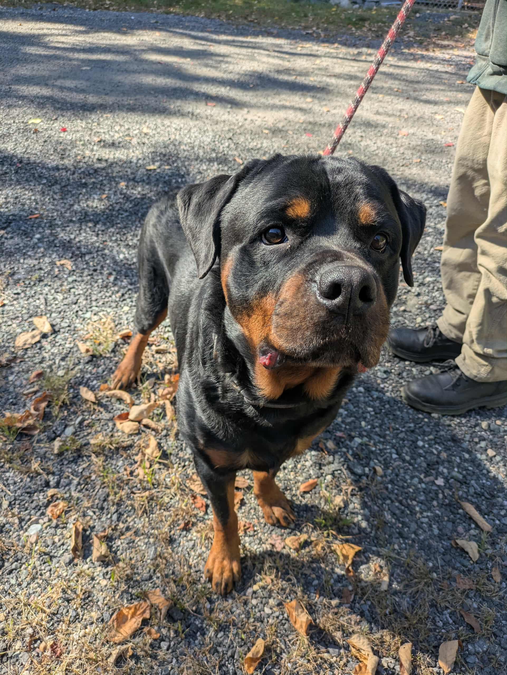 Enlarge Ronan, a Adopted Rottweiler in Brockton, MA image 2/3