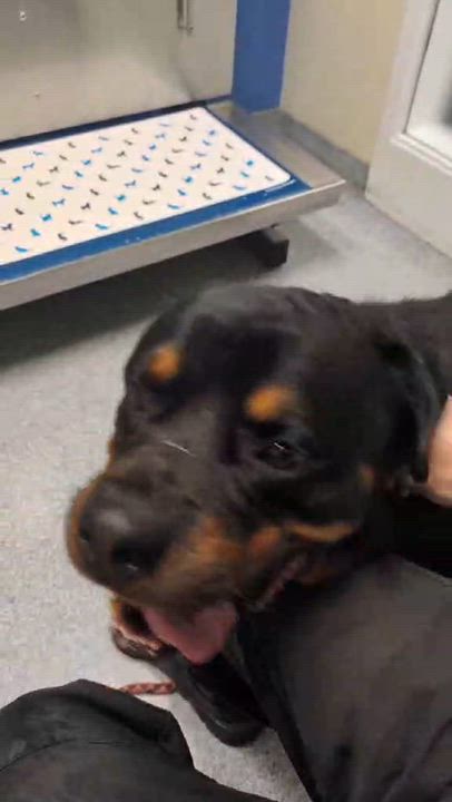 Enlarge Ronan, a Adopted Rottweiler in Brockton, MA video 3/3