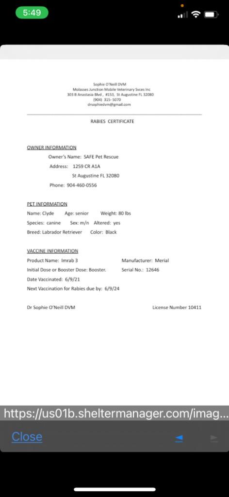 Enlarge Clyde, a Adoptable Labrador Retriever in St. Augustine, FL image 1/3