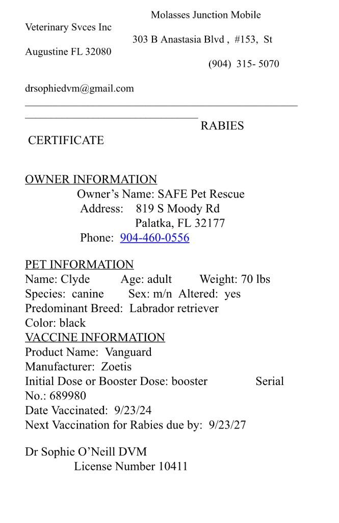 Enlarge Clyde, a Adoptable Labrador Retriever in St. Augustine, FL image 3/3