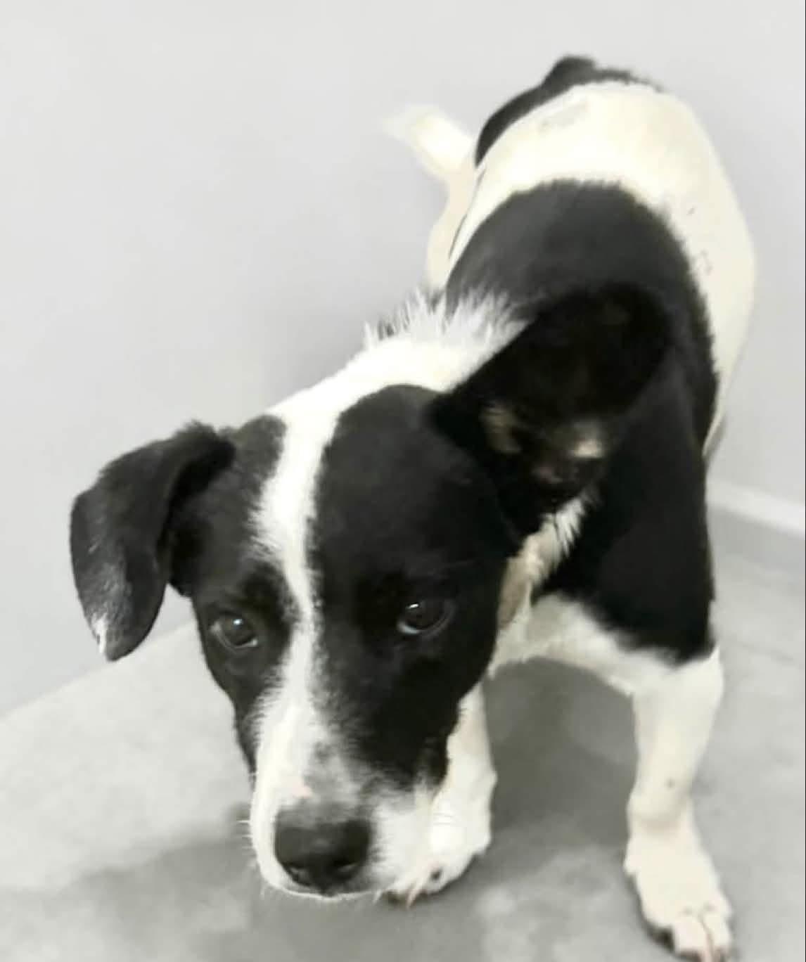 Johnson, ADOPTABLE, Puppy Male Jack Russell Terrier & Border Collie.