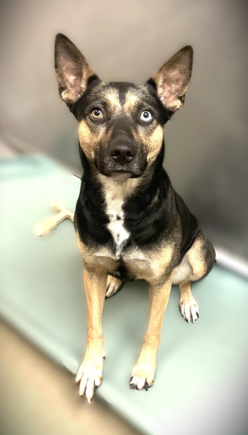 Enlarge Indy, a Adoptable mixed breed in Kearney, NE image 1/1