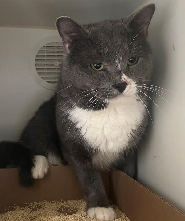 Drizzle, Adoptable, Adult Male Domestic Short Hair.