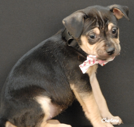 Patsy, an adopted Rottweiler & Boxer Mix in Newland, NC_image-1
