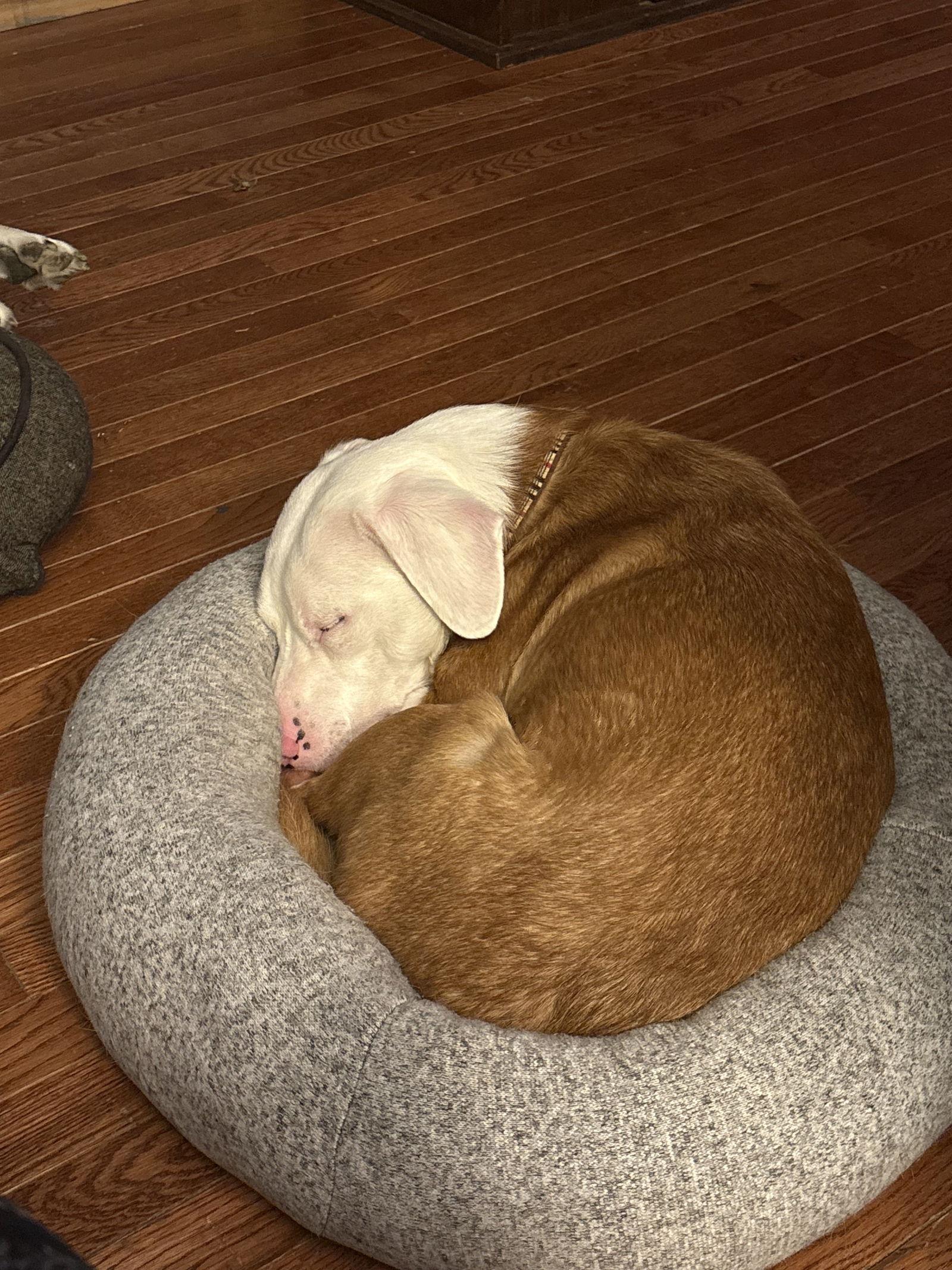 Stuart Little, a Adoptable Corgi in Newport, KY image 1/3