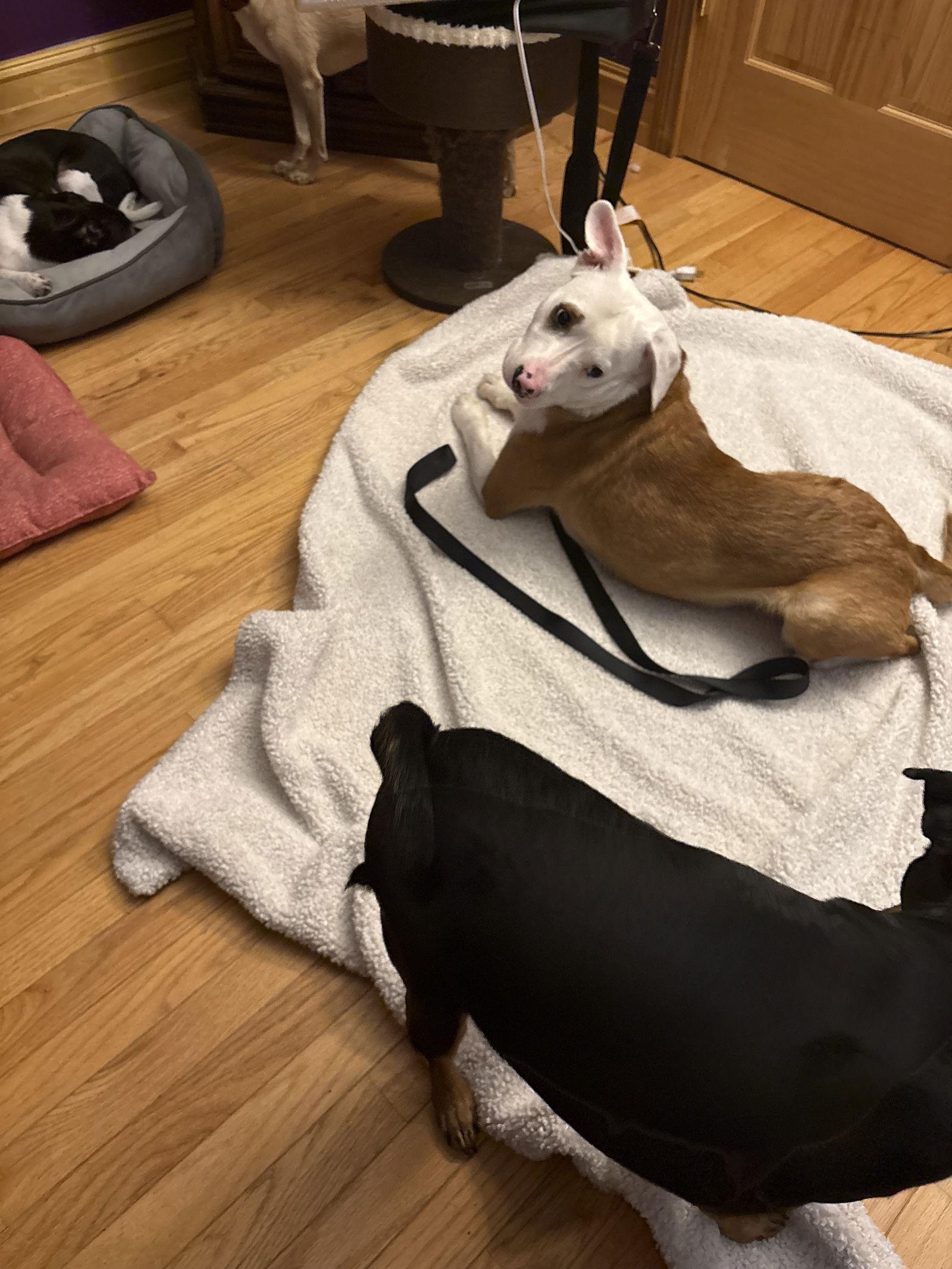 Stuart Little thumbnail 3