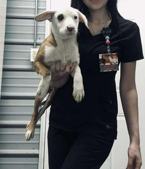 Stuart Little thumbnail 4