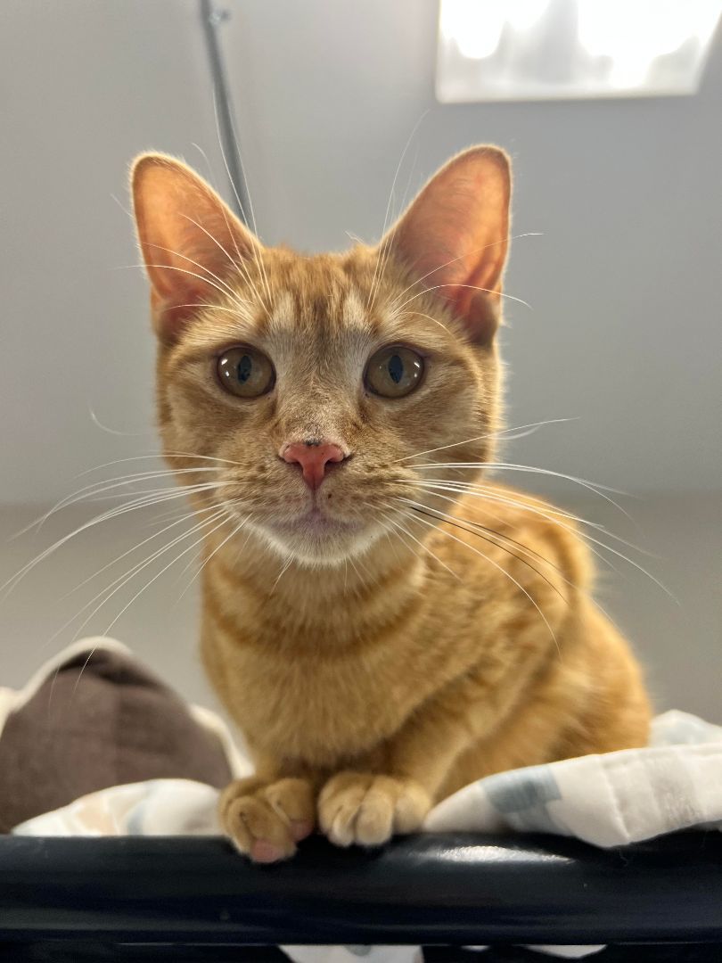 Enlarge Smitty, a Adoptable Domestic Short Hair in Gouverneur, NY image 1/2