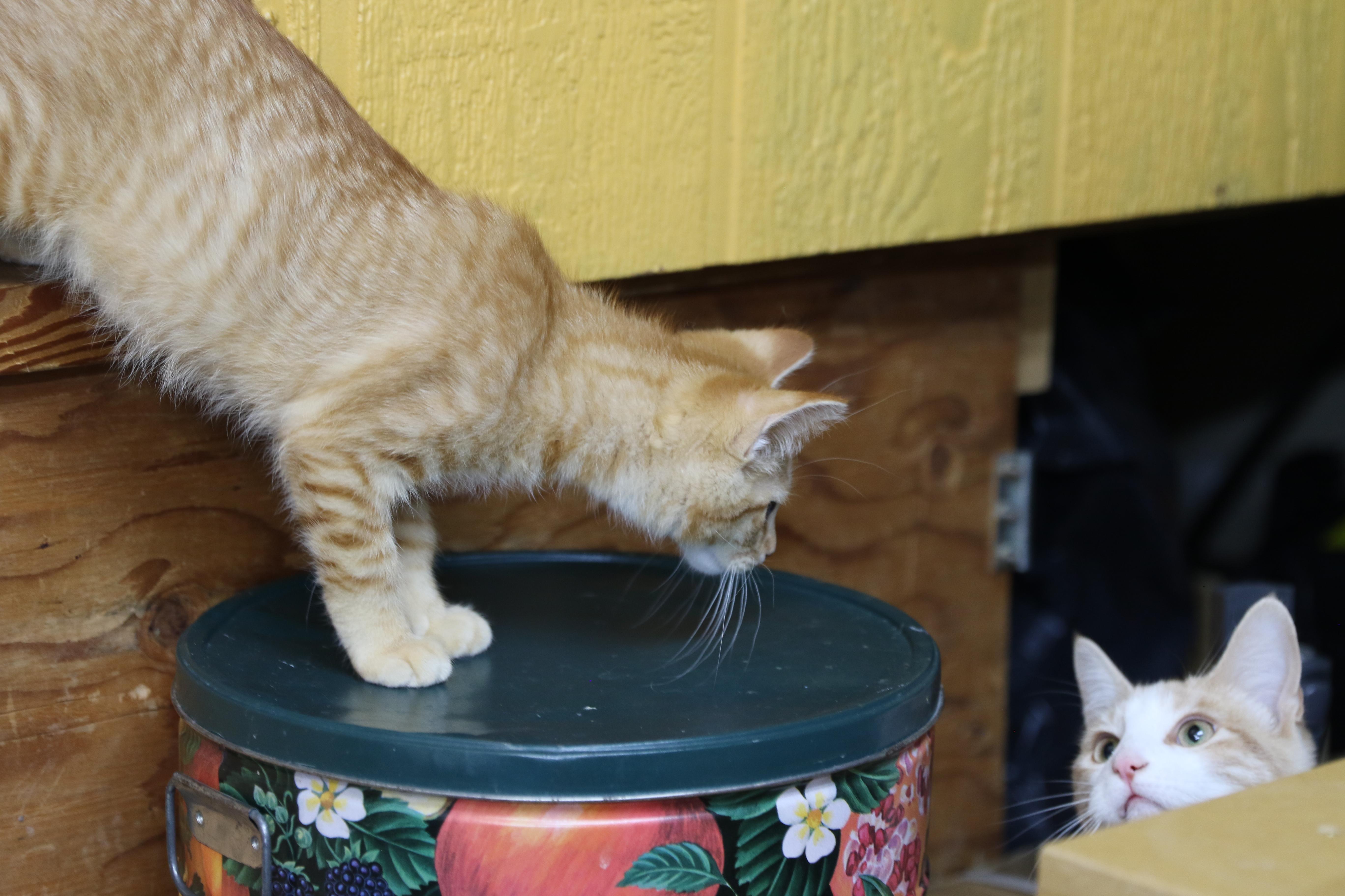 Hickory, an adoptable Tabby in Cut Bank, MT, 59427 | Photo Image 2