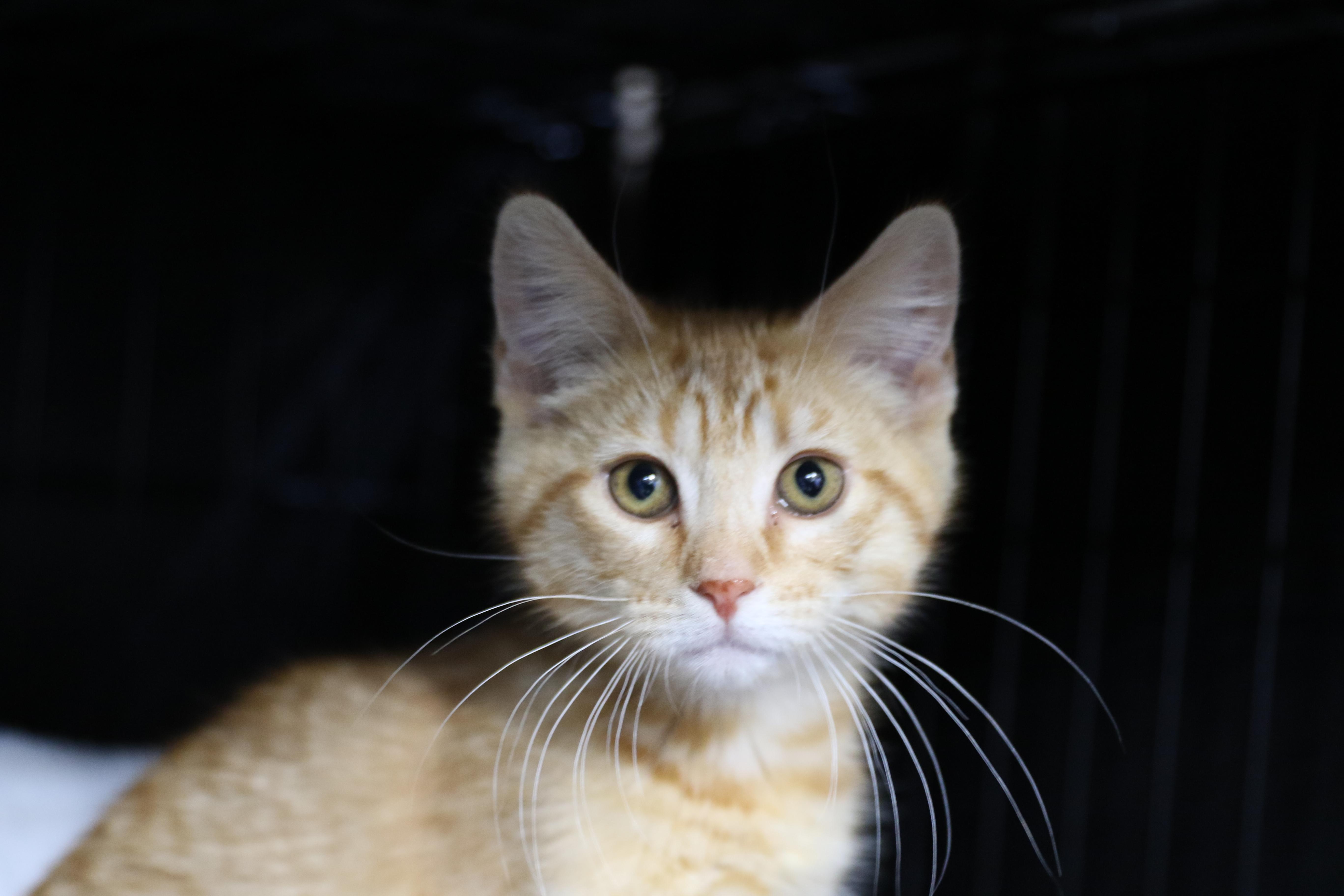 Hickory, an adoptable Tabby in Cut Bank, MT, 59427 | Photo Image 1