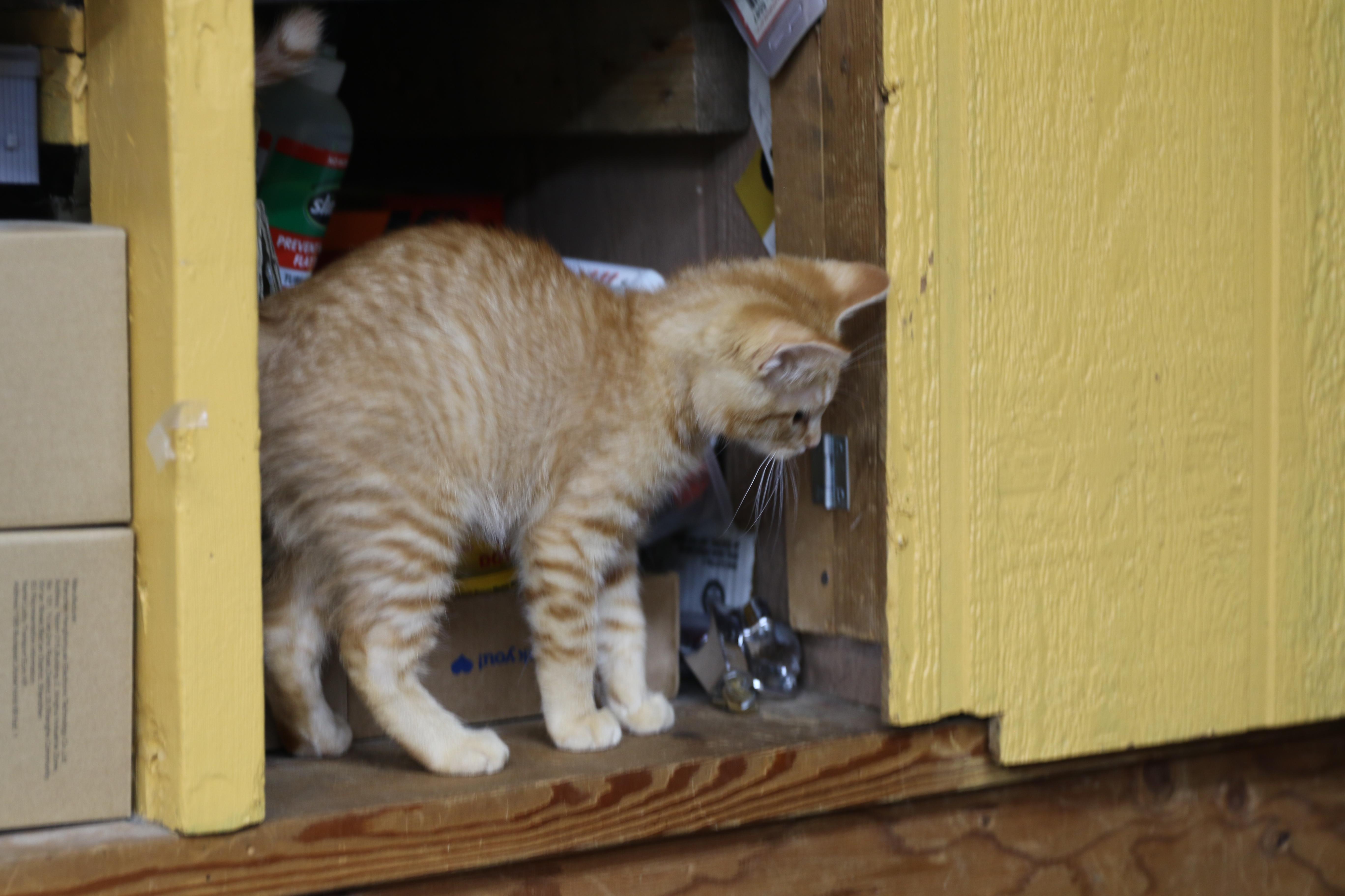 Hickory, an adoptable Tabby in Cut Bank, MT, 59427 | Photo Image 3