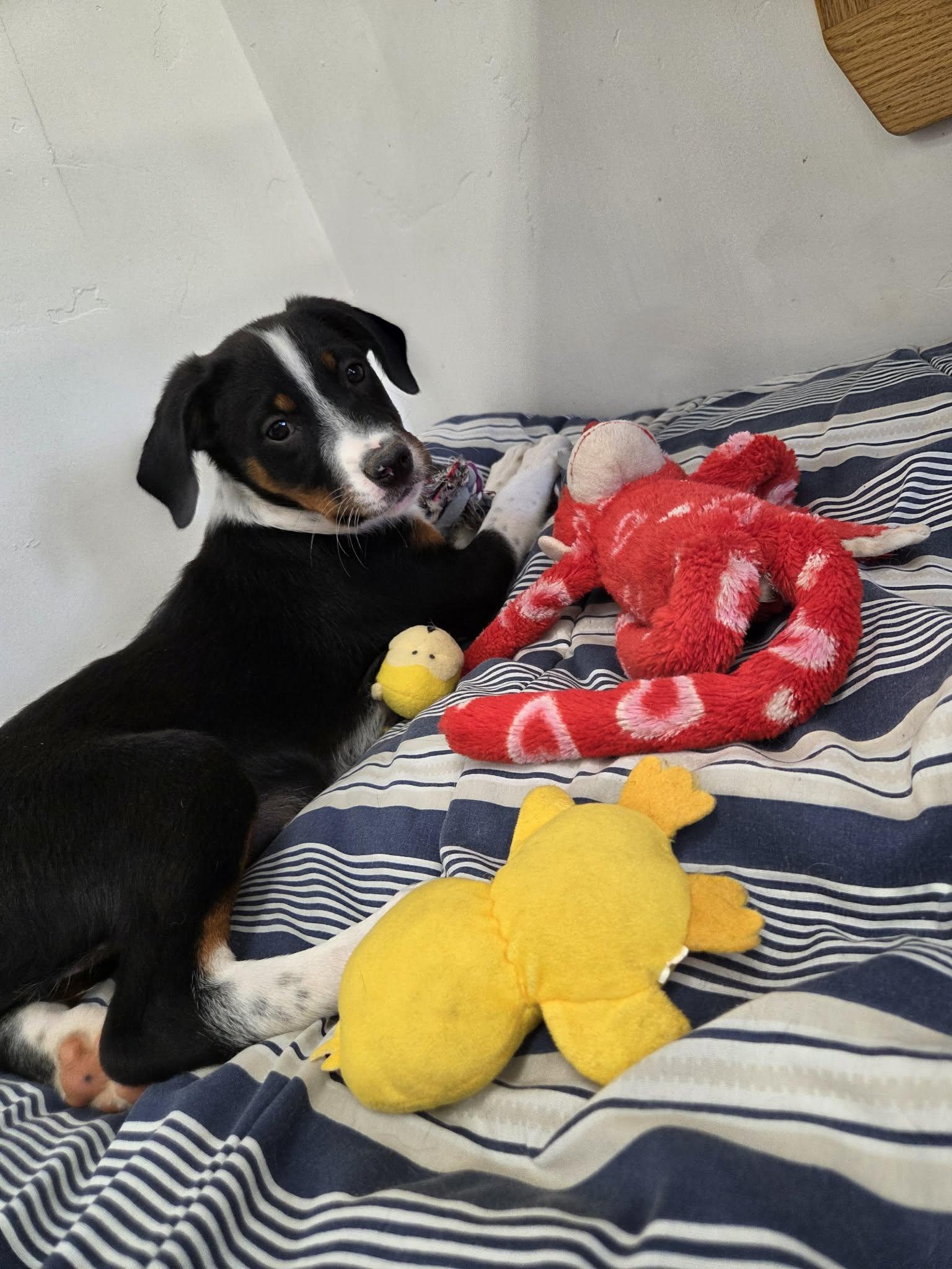 Enlarge Kaz, a Adoptable Mixed Breed in Roosevelt, UT image 2/4