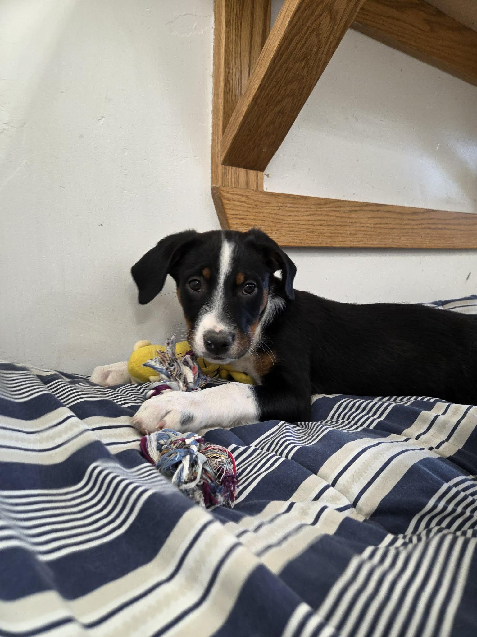 Enlarge Kaz, a Adoptable Mixed Breed in Roosevelt, UT image 4/4