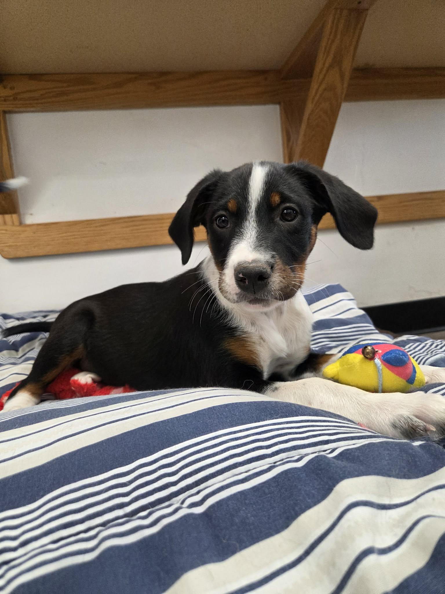 Kaz, Adoptable, Young Female Mixed Breed.