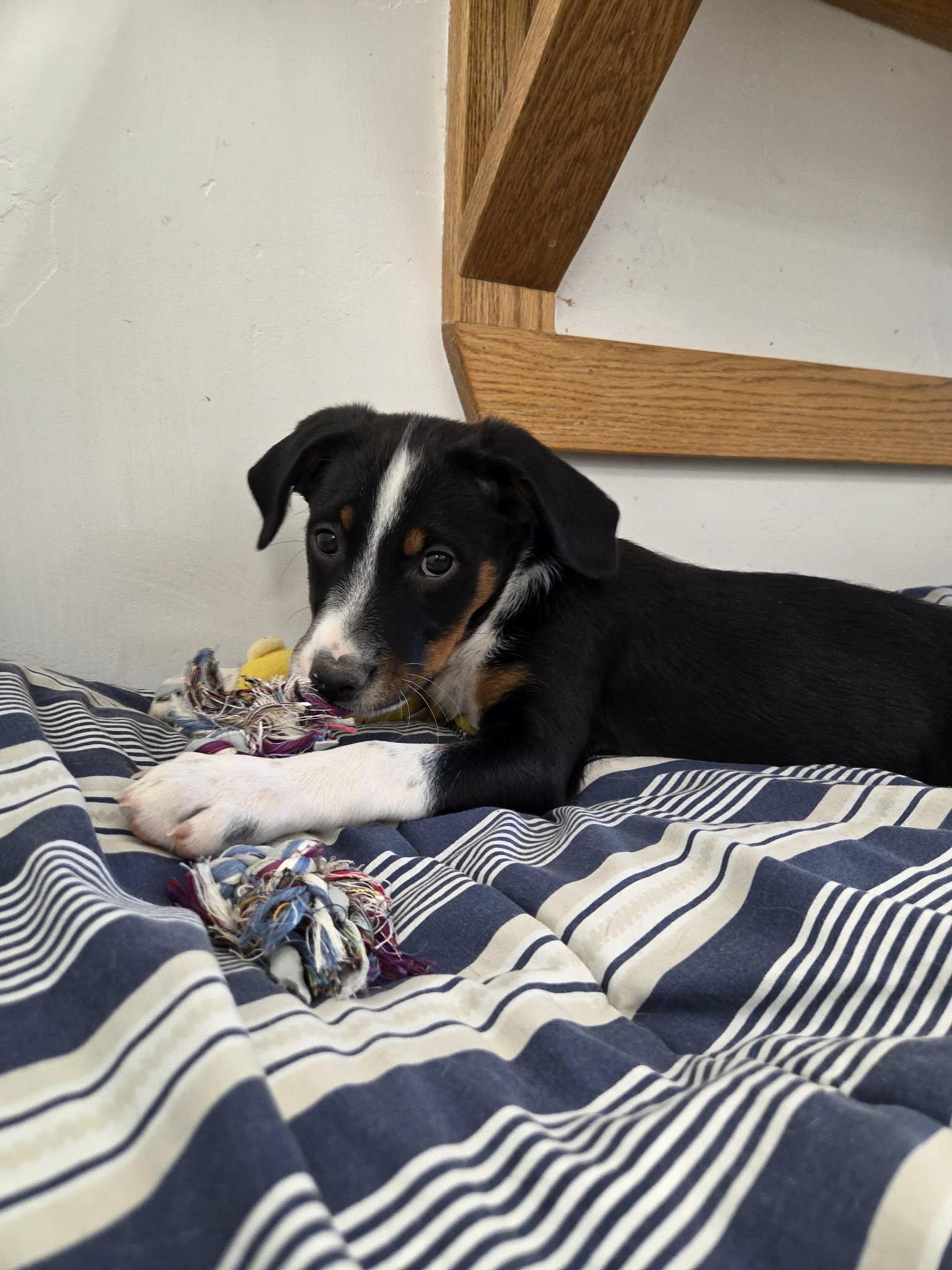 Enlarge Kaz, a Adoptable Mixed Breed in Roosevelt, UT image 3/4