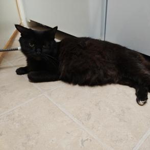 Blacky — thumbnail 2