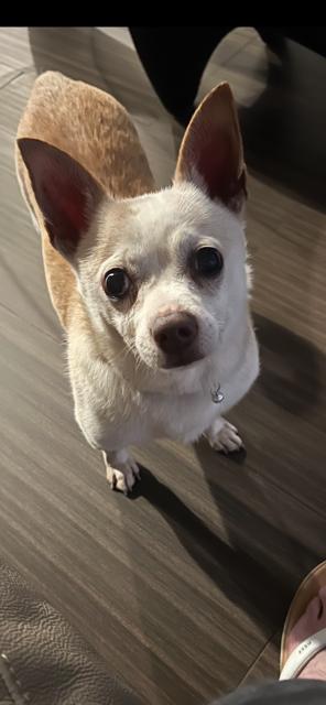 Enlarge Lenny, a Adopted Chihuahua in Huntington Beach, CA image 1/4