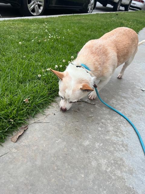 Enlarge Lenny, a Adopted Chihuahua in Huntington Beach, CA image 2/4