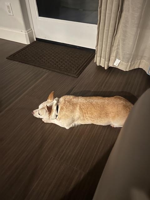 Enlarge Lenny, a Adopted Chihuahua in Huntington Beach, CA image 3/4