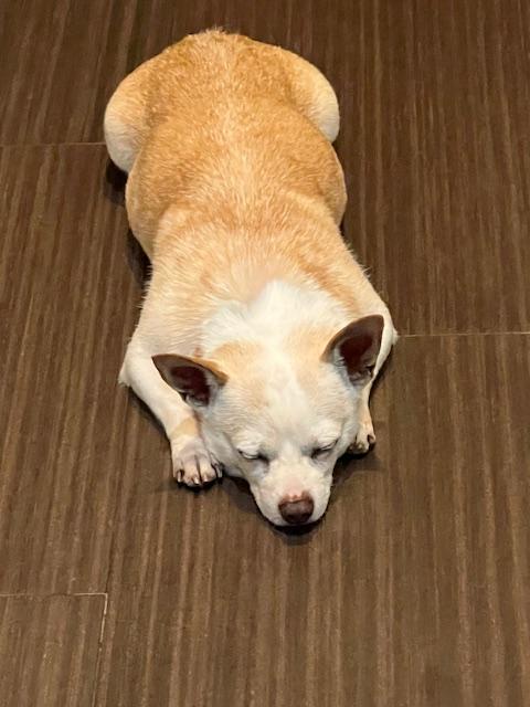 Enlarge Lenny, a Adopted Chihuahua in Huntington Beach, CA image 4/4