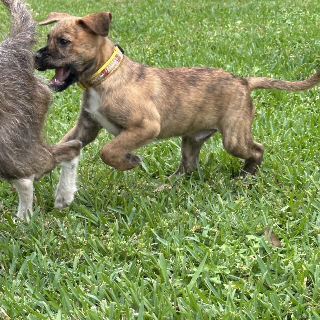 Bear, Adoptable, Puppy Male Terrier.
