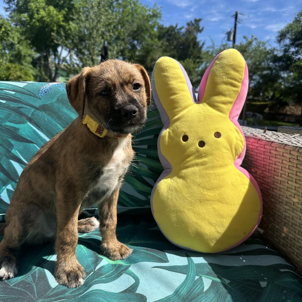 Enlarge Bear, a Adoptable mixed breed in Houston, TX image 2/6