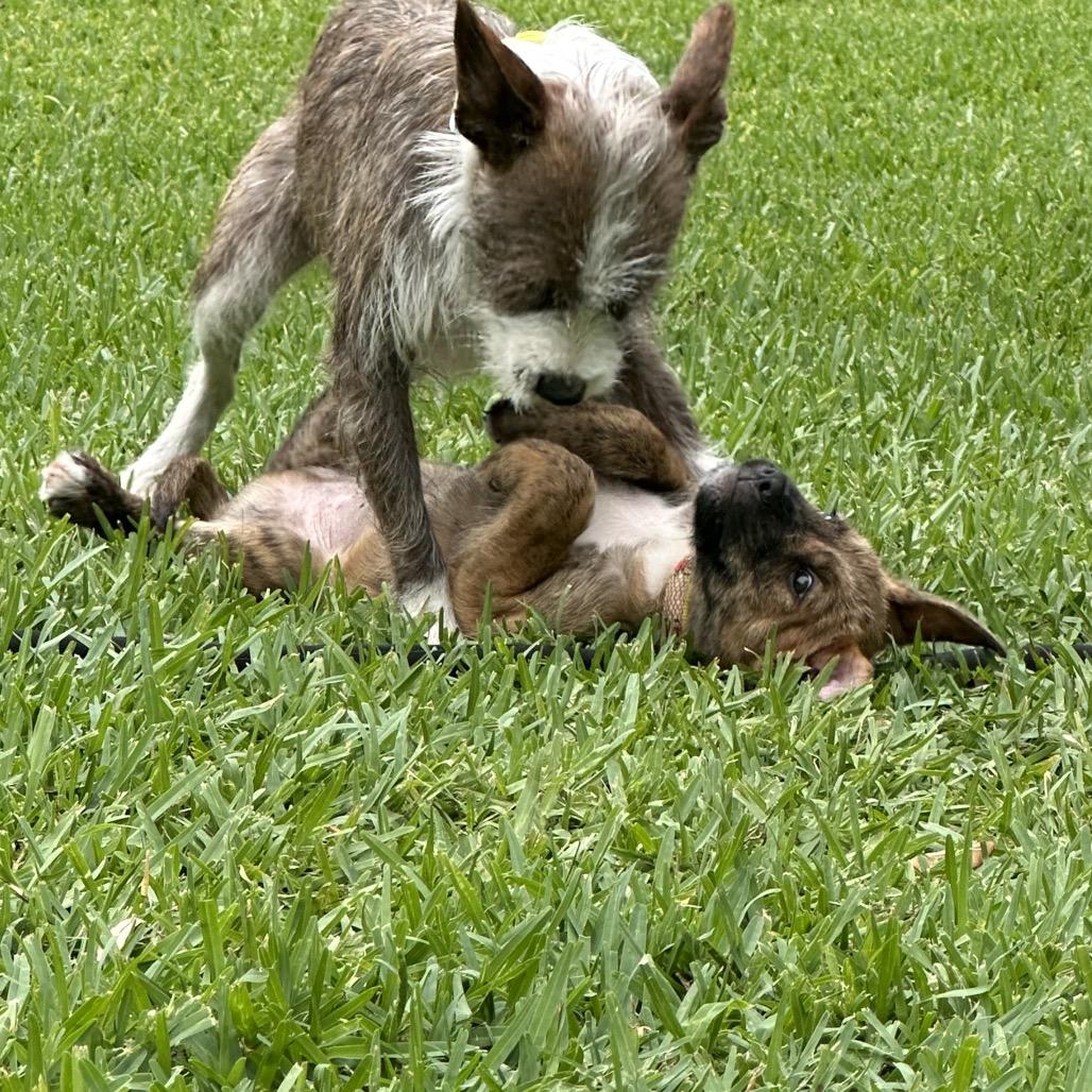 Enlarge Bear, a Adoptable mixed breed in Houston, TX image 3/6