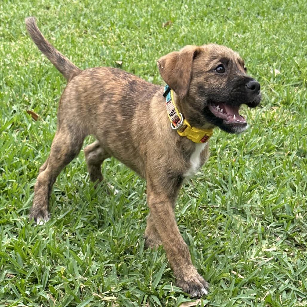 Enlarge Bear, a Adoptable mixed breed in Houston, TX image 4/6