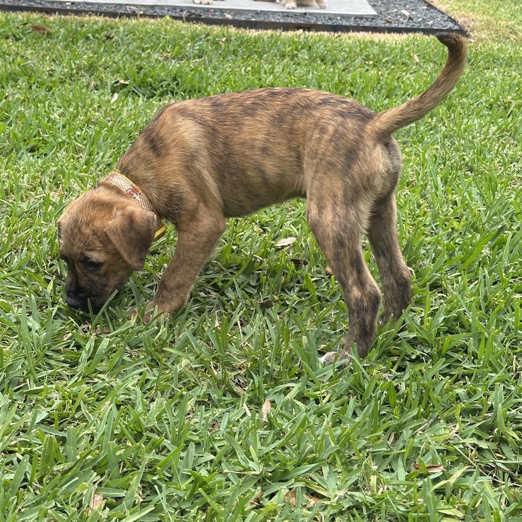 Enlarge Bear, a Adoptable mixed breed in Houston, TX image 5/6