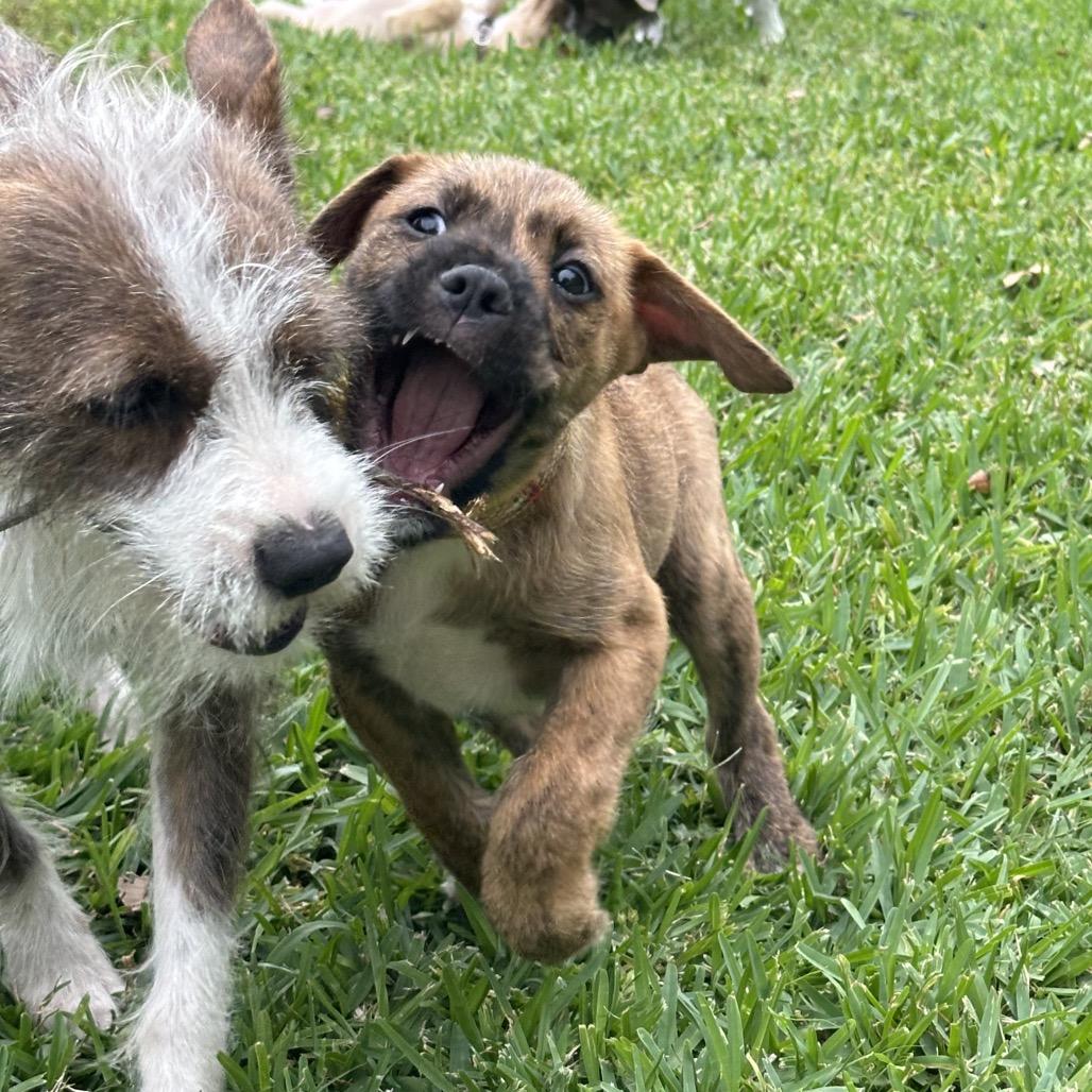 Enlarge Bear, a Adoptable mixed breed in Houston, TX image 6/6