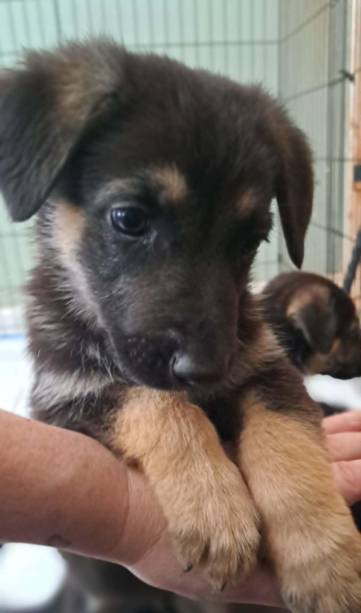 Oleander, a Adoptable German Shepherd Dog in Winston-Salem, NC image 5/6