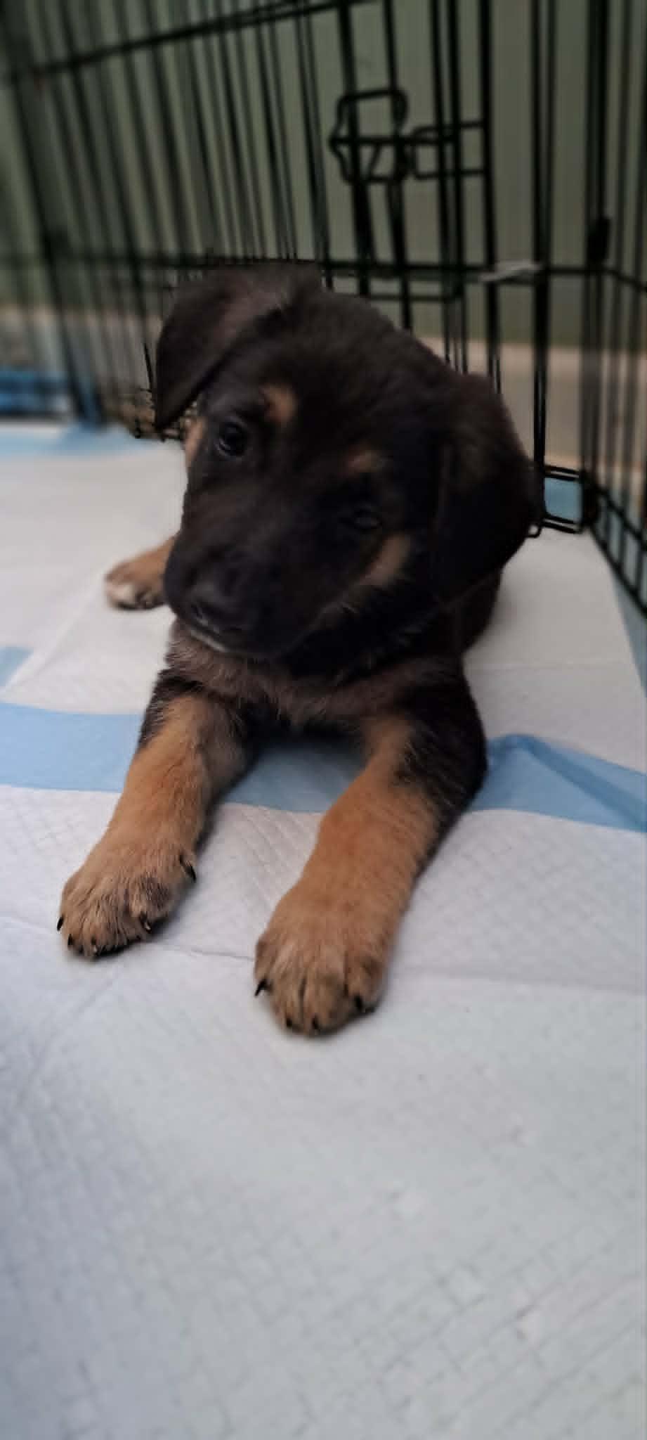 Oleander, a Adoptable German Shepherd Dog in Winston-Salem, NC image 3/6