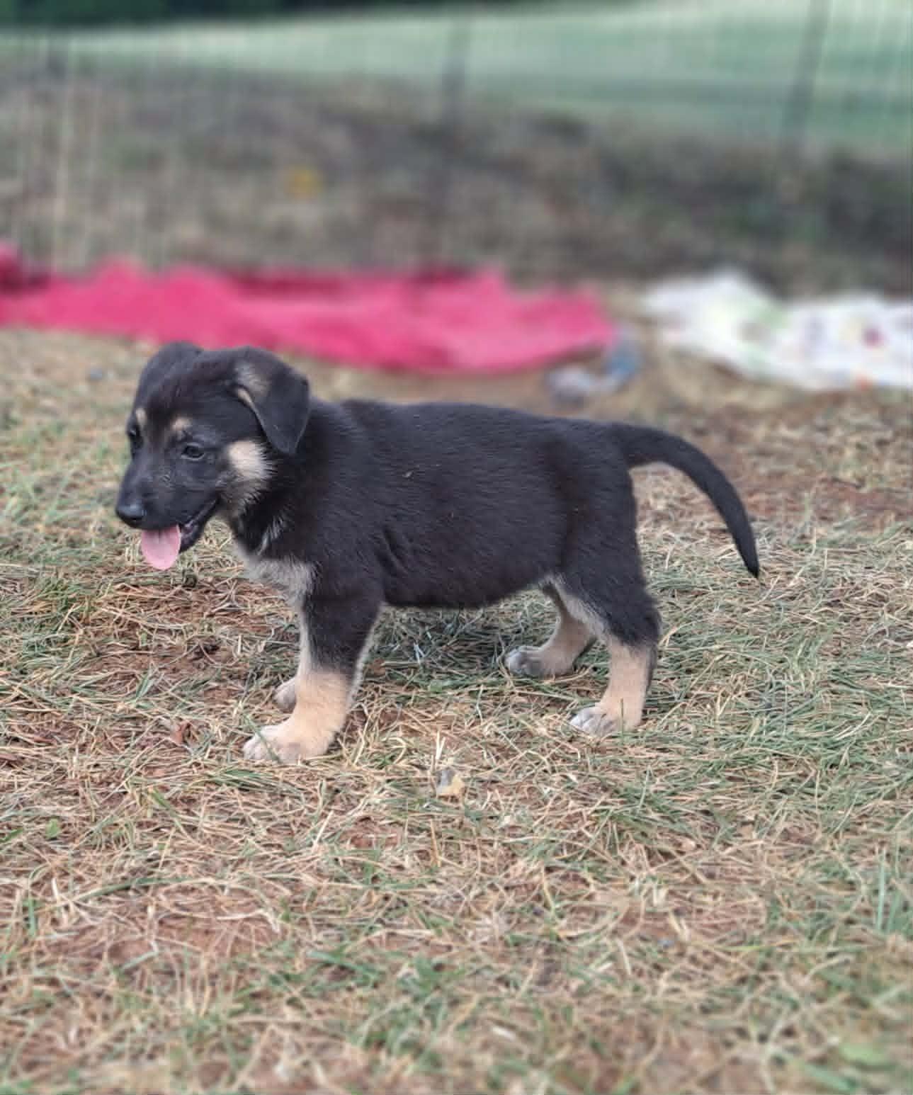 Oleander, a Adoptable German Shepherd Dog in Winston-Salem, NC image 2/6