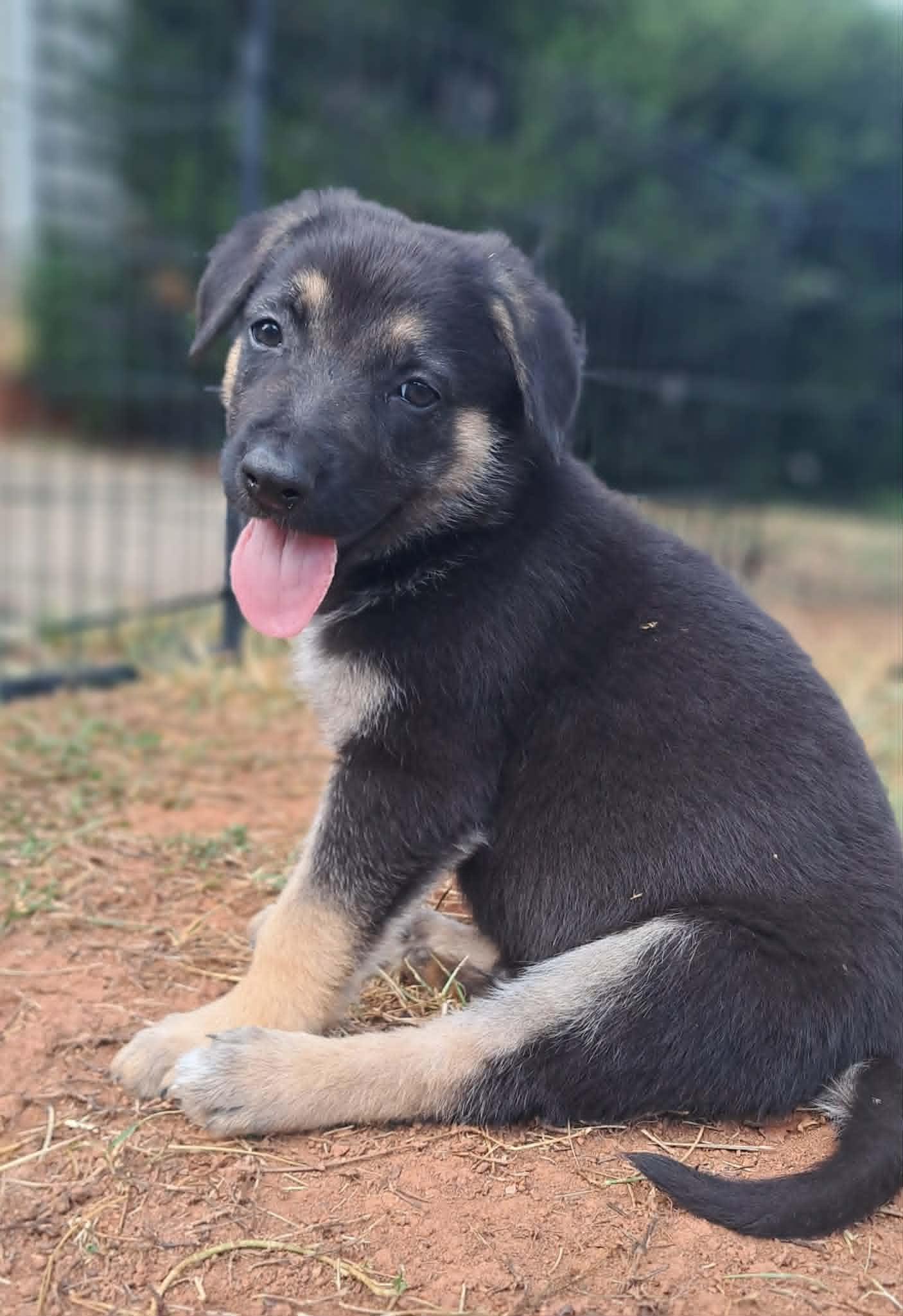 Oleander, Adoptable, Puppy Male German Shepherd Dog.