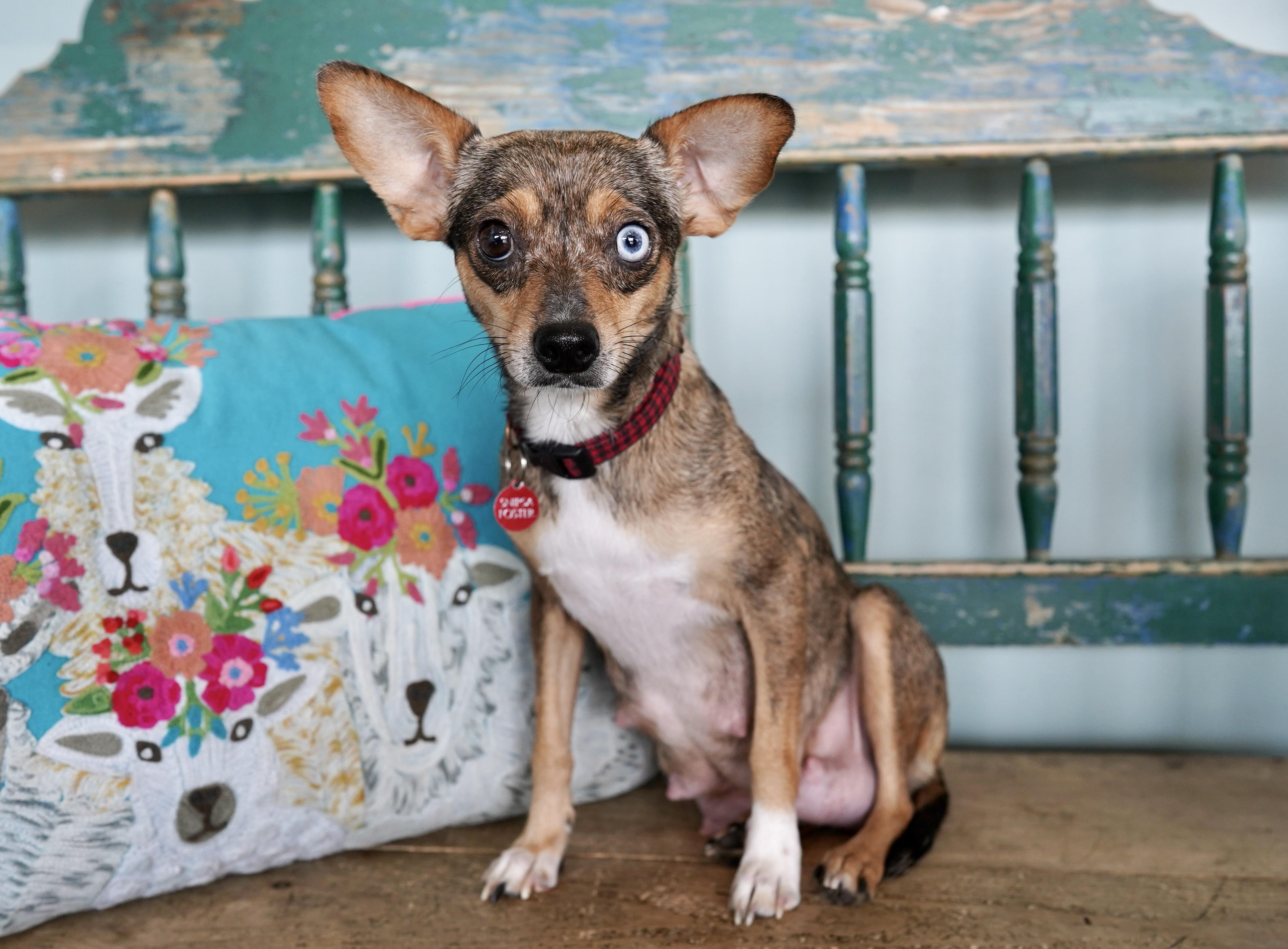 Enlarge Honey, a ADOPTABLE mixed breed in San Antonio, TX image 1/3