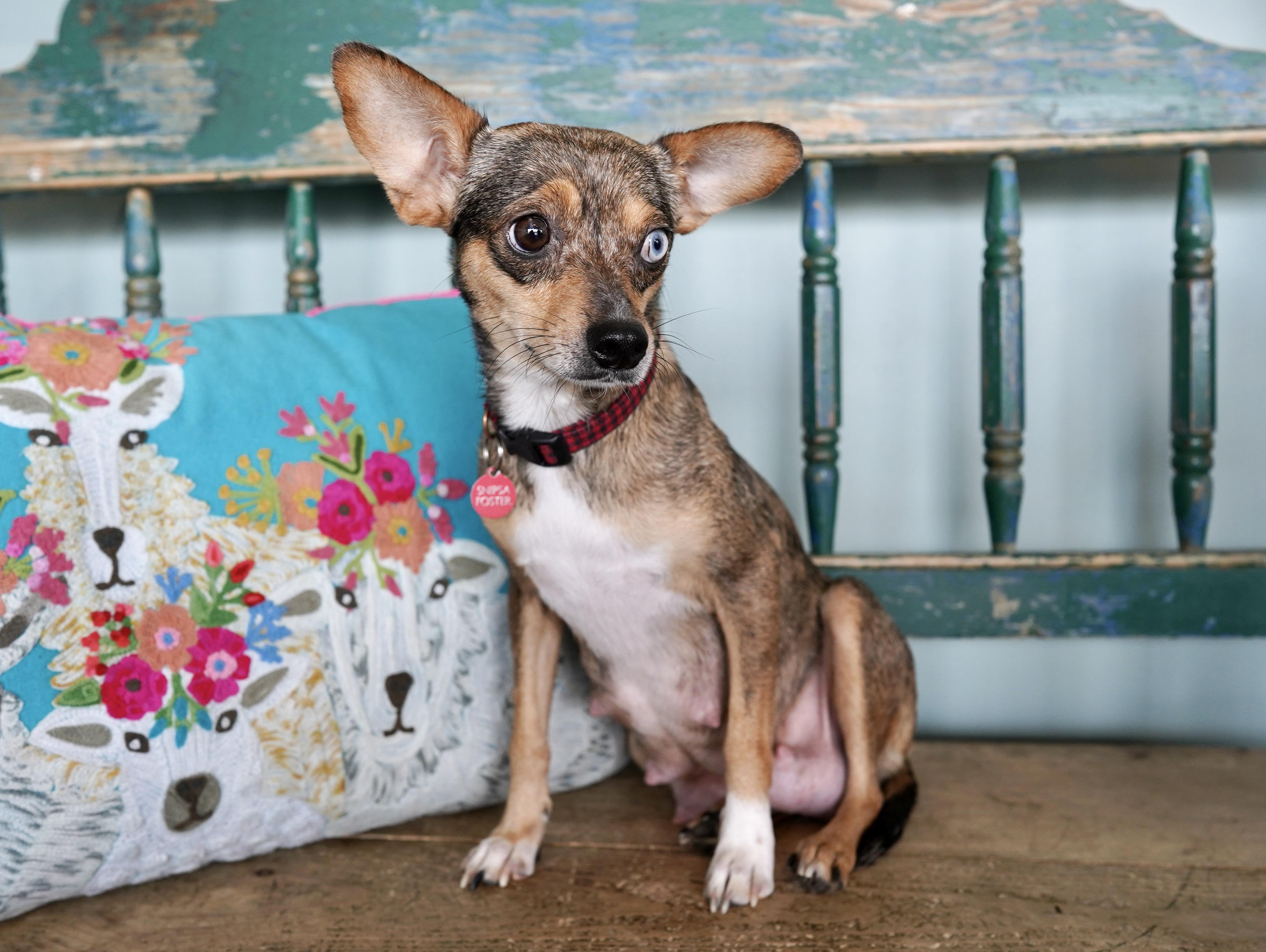 Enlarge Honey, a ADOPTABLE mixed breed in San Antonio, TX image 3/3