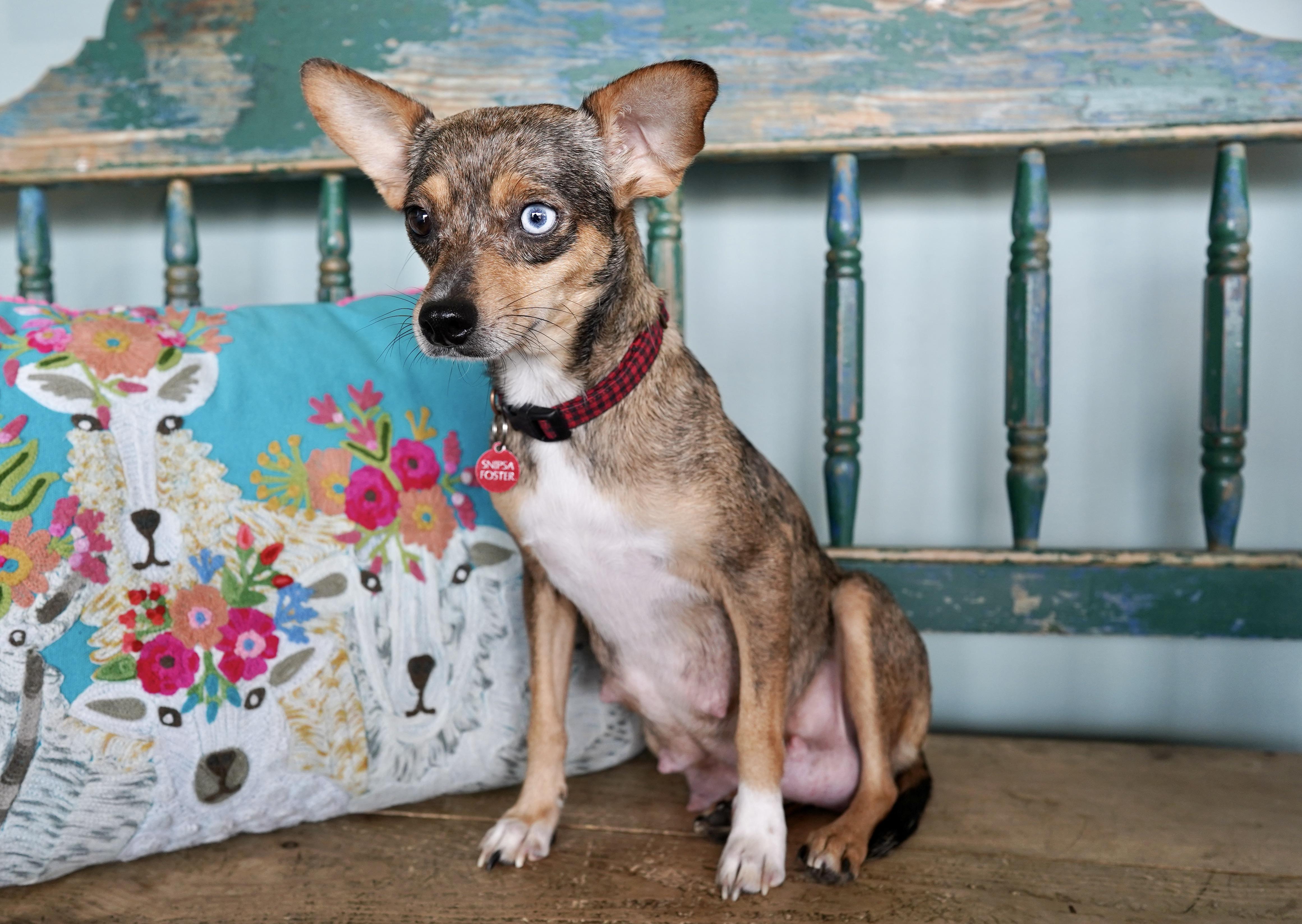 Enlarge Honey, a ADOPTABLE mixed breed in San Antonio, TX image 2/3