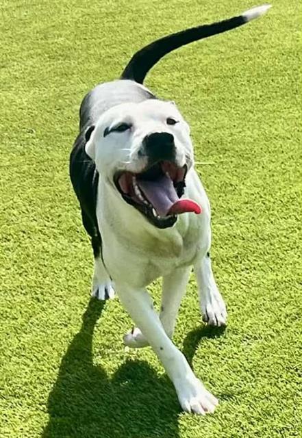 Enlarge SARGE, a Adoptable mixed breed in Brunswick, GA image 1/1