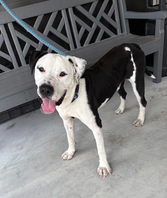 SARGE, Adoptable, Adult Male Labrador Retriever & Mixed Breed.